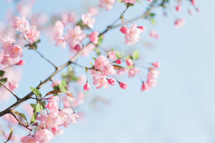 点击大图看下一张：岁岁樱花树树春的图片