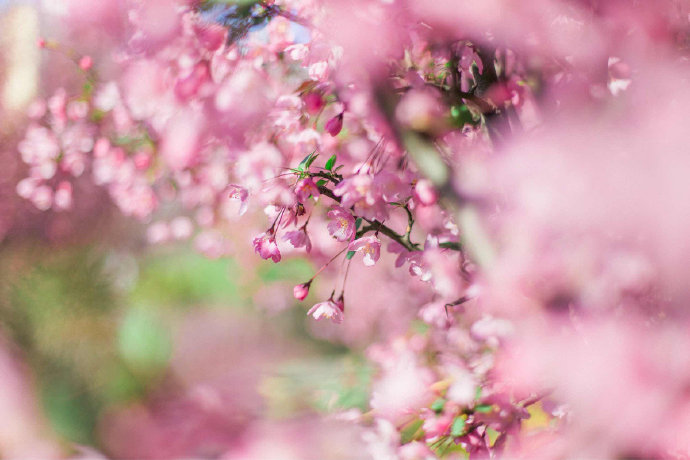 点击大图看下一张：岁岁樱花树树春的图片