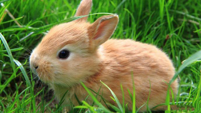 点击大图看下一张：可爱呆萌的兔子摄影高清美图 ​​​​
