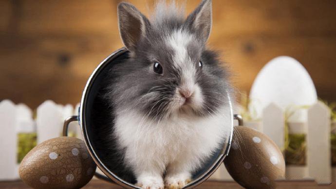 点击大图看下一张：可爱呆萌的兔子摄影高清美图 ​​​​