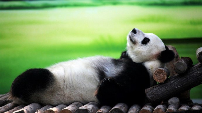 点击大图看下一张：可爱的国宝大熊猫宽屏摄影高清美图
