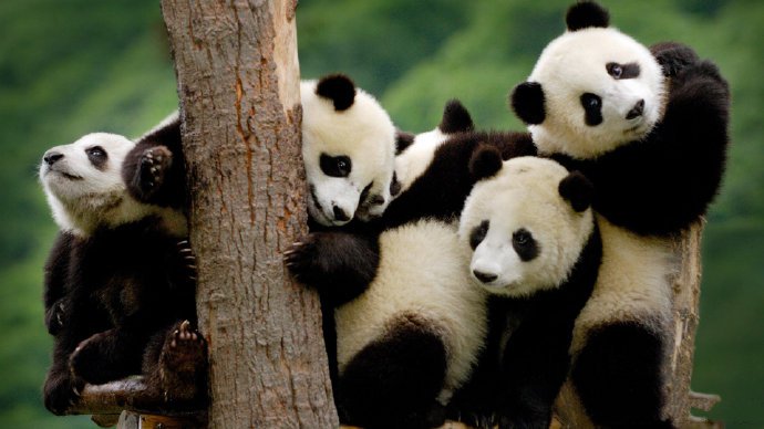 点击大图看下一张：可爱的国宝大熊猫宽屏摄影高清美图