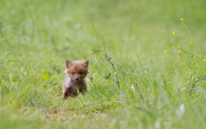 点击大图看下一张：一组超可爱的野生狐狸图片