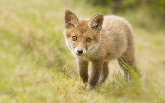 点击大图看下一张：一组超可爱的野生狐狸图片