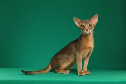 点击大图看下一张：一组阿比西尼亚猫摄影图片