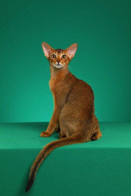 点击大图看下一张：一组阿比西尼亚猫摄影图片