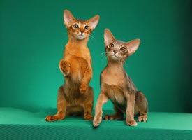 一组阿比西尼亚猫摄影图片