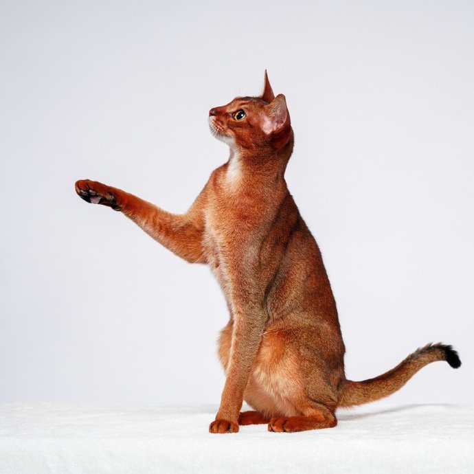 点击大图看下一张：有着无敌大长腿的阿比西尼亚猫咪图片