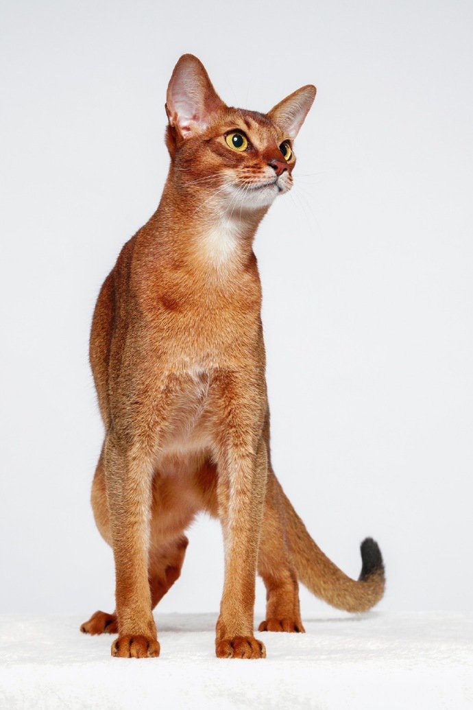 点击大图看下一张：有着无敌大长腿的阿比西尼亚猫咪图片