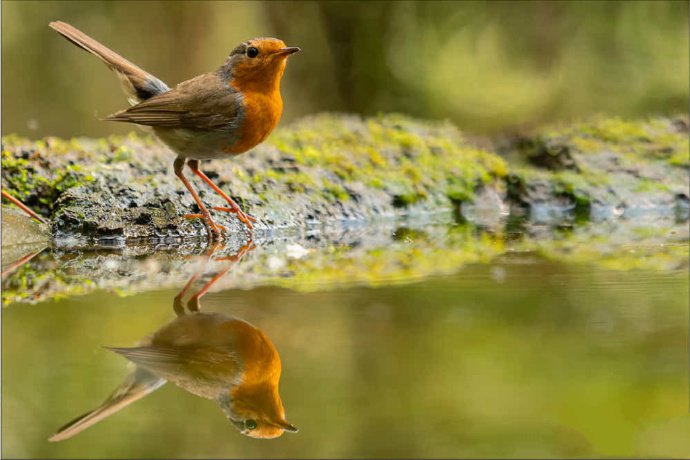 点击大图看下一张：一组水边的小鸟图片