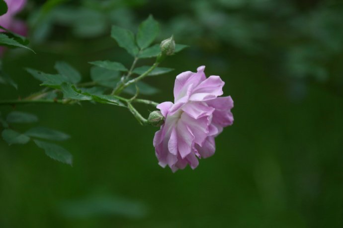 点击大图看下一张：粉色超唯美的蔷薇花图片