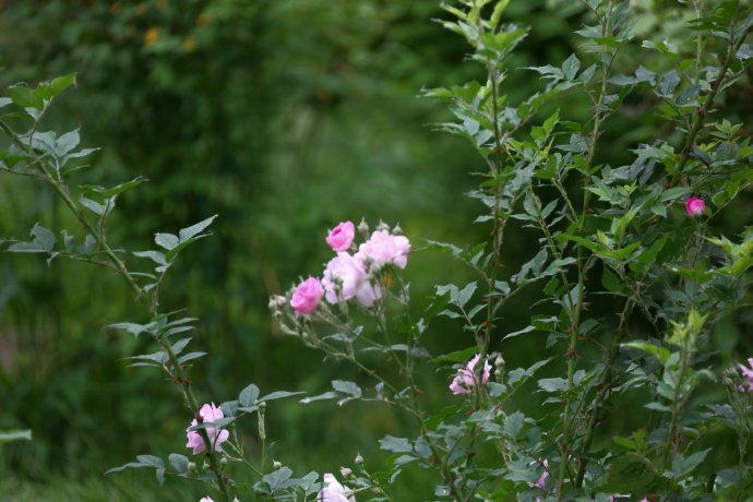 点击大图看下一张：粉色超唯美的蔷薇花图片