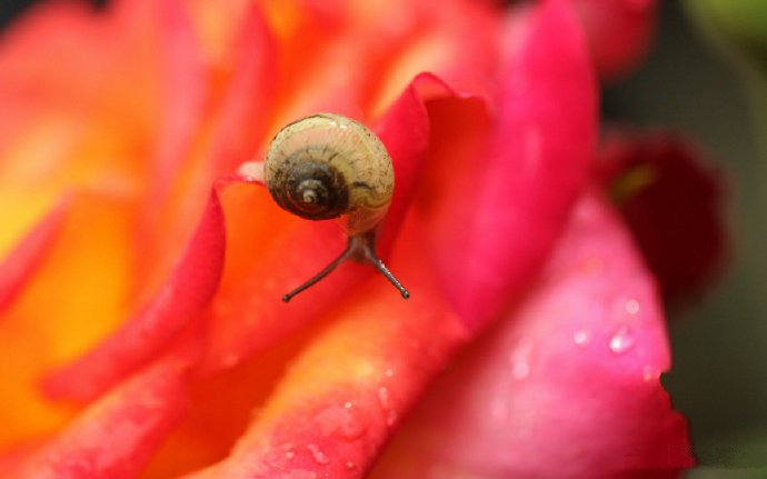 点击大图看下一张：花儿与蜗牛唯美意境摄影高清美图 ​​​​