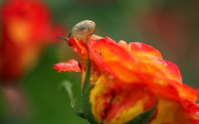 点击大图看下一张：花儿与蜗牛唯美意境摄影高清美图 ​​​​