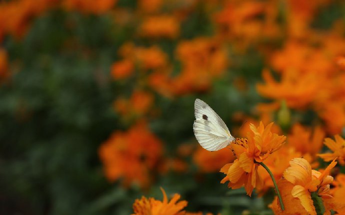 点击大图看下一张：花间蝴蝶唯美高清摄影高清美图 ​​​​