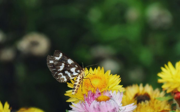 点击大图看下一张：花间蝴蝶唯美高清摄影高清美图 ​​​​
