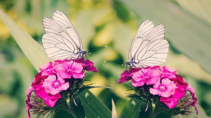 点击大图看下一张：来到大自然，花间蝴蝶图片欣赏