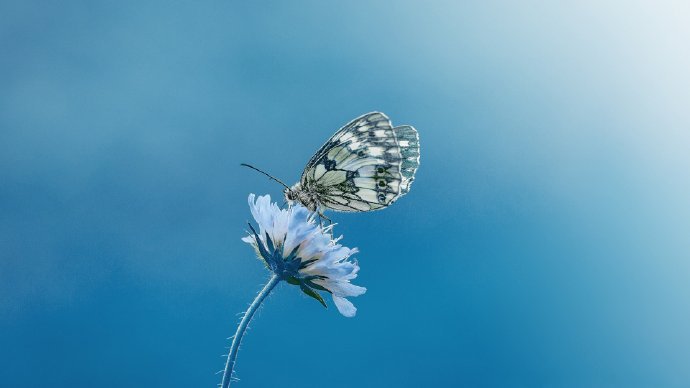 点击大图看下一张：来到大自然，花间蝴蝶图片欣赏