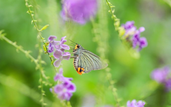 点击大图看下一张：紫色花花上唯美的蝴蝶图片