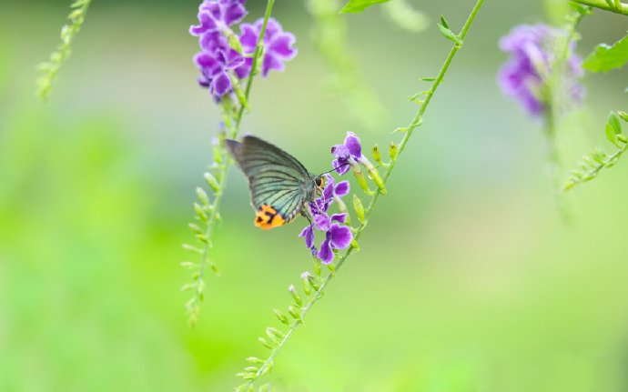 点击大图看下一张：紫色花花上唯美的蝴蝶图片