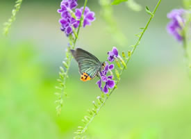 紫色花花上唯美的蝴蝶图片