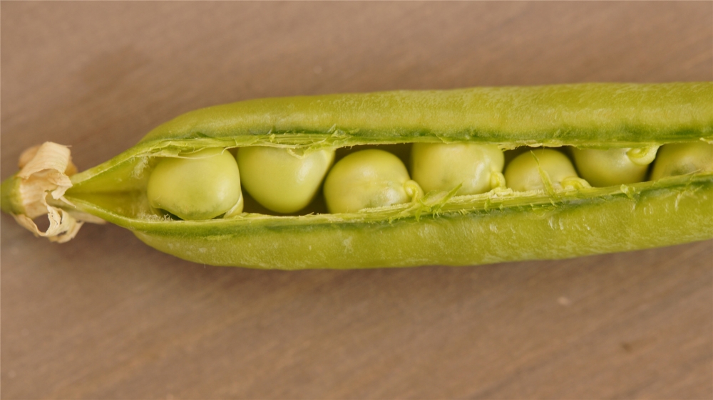 点击大图看下一张：绿色的豌豆高清图片欣赏