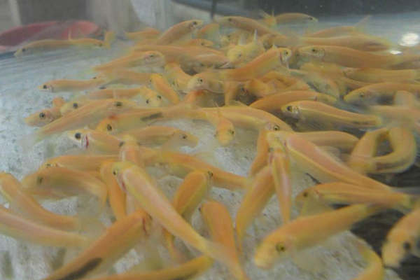 点击大图看下一张：一组金苔鼠鱼图片