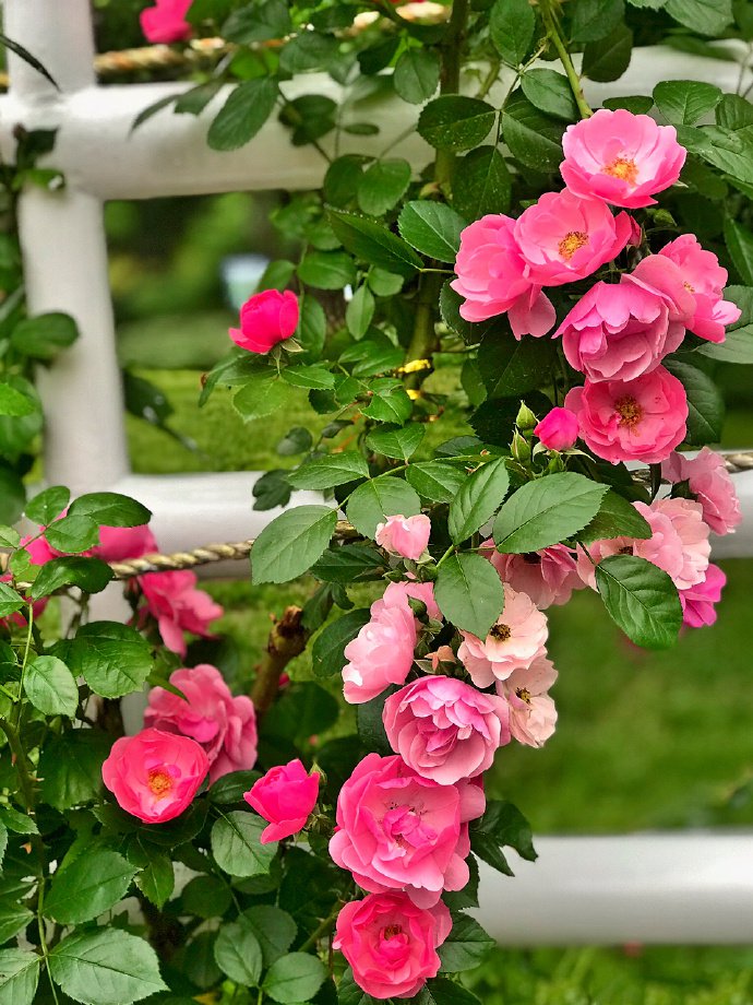 点击大图看下一张：一组美丽大方的蔷薇花图片