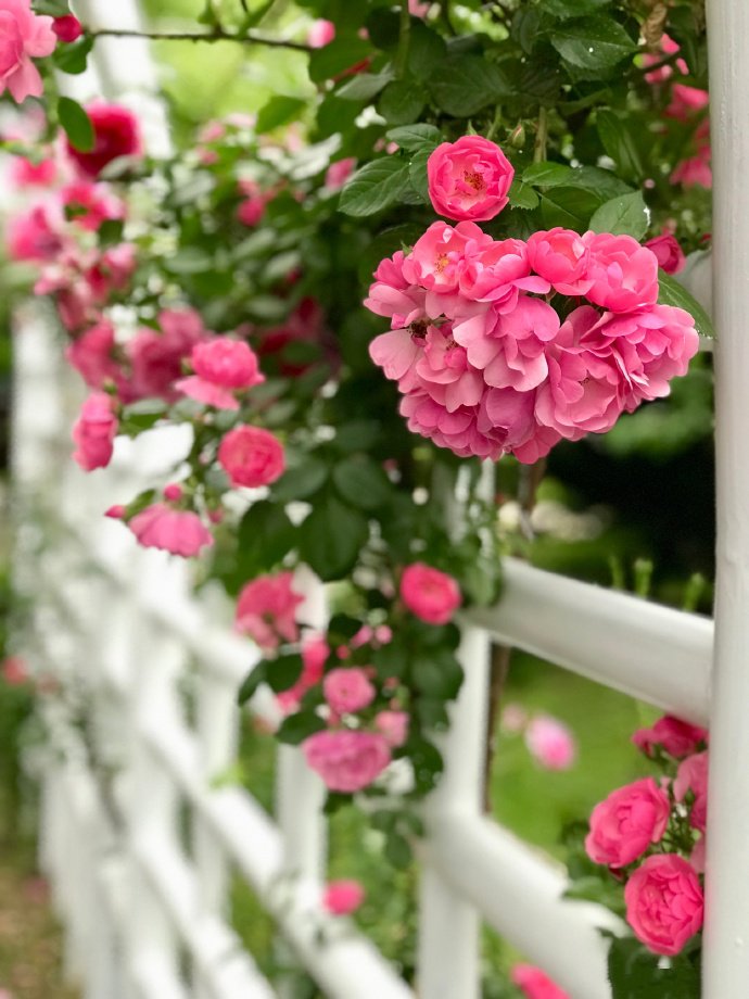 点击大图看下一张：一组美丽大方的蔷薇花图片