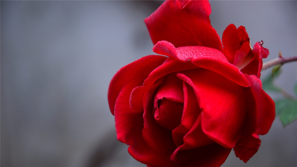 点击大图看下一张：红玫瑰微距唯美高清桌面壁纸