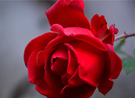 红玫瑰微距唯美高清桌面壁纸