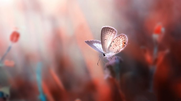 点击大图看下一张：大自然的奇妙蝴蝶摄影高清美图 ​​​​