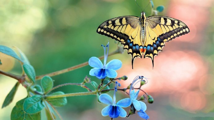 点击大图看下一张：大自然的奇妙蝴蝶摄影高清美图 ​​​​