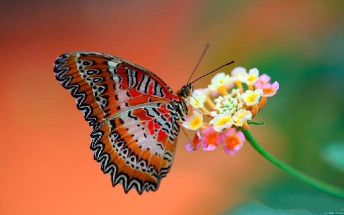 点击大图看下一张：花丛中蝴蝶唯美图片欣赏