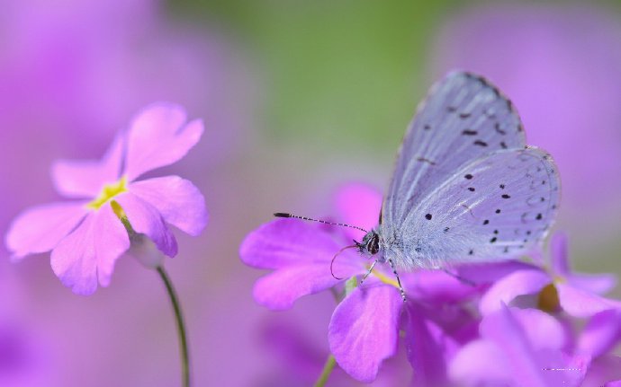 点击大图看下一张：花丛中蝴蝶唯美图片欣赏