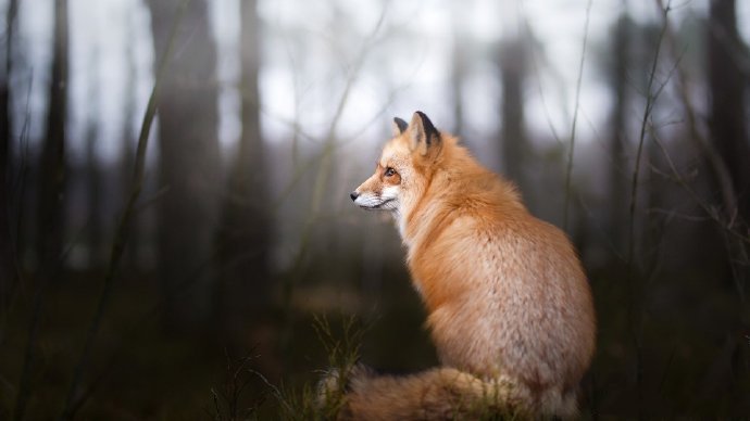 点击大图看下一张：来自大自然野外的狐狸高清图片