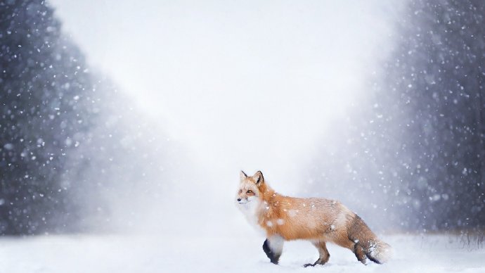 点击大图看下一张：来自大自然野外的狐狸高清图片
