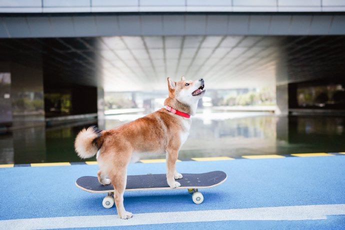 点击大图看下一张：滑滑板的柴犬图片欣赏
