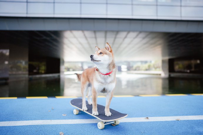 点击大图看下一张：滑滑板的柴犬图片欣赏