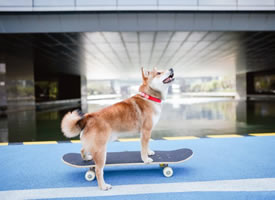 滑滑板的柴犬图片欣赏