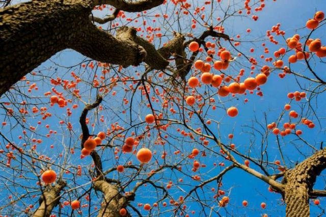 点击大图看下一张：一组红通通很美的柿子图片