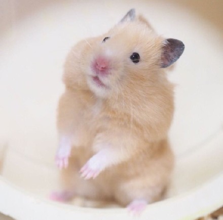 点击大图看下一张：一组可爱爆棚的小仓鼠图片