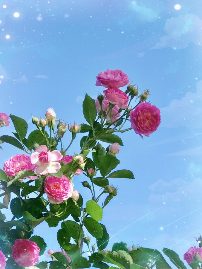 点击大图看下一张：一组唯美盛开的蔷薇花图片