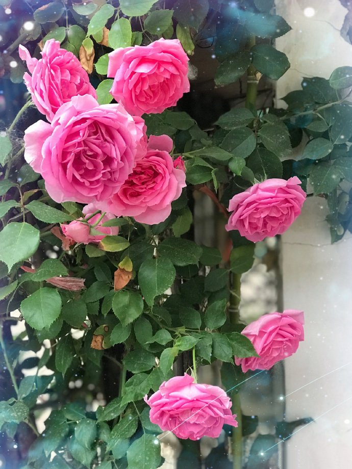 点击大图看下一张：一组唯美盛开的蔷薇花图片