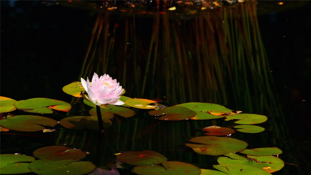 点击大图看下一张：池塘里的睡莲高清桌面壁