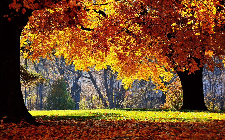 点击大图看下一张：金色深秋风景桌面壁纸图片
