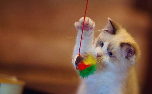 点击大图看下一张：逗乐卖萌的宠物猫图片