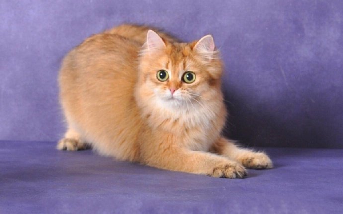 点击大图看下一张：可爱搞怪的小猫咪摄影美图