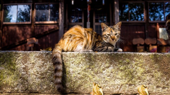 点击大图看下一张：可动可静的小猫咪图片