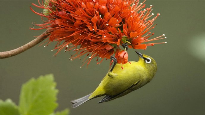点击大图看下一张：可爱的小鸟唯美摄影美图 ​​​​
